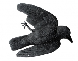 Crow dummy